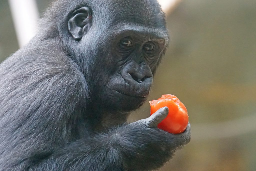 Lowland-gorilla-1024x683.jpg