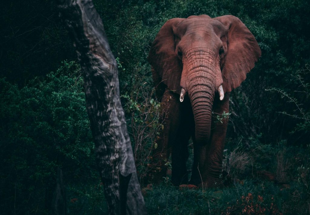 elephant-in-forest-1-1-1024x710.jpg
