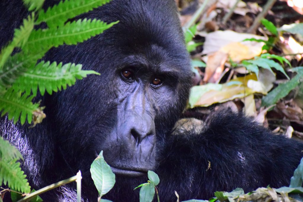 Mountain-gorilla-in-Bwindi-Forest-1024x683.jpg
