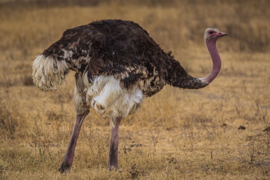 oustridgde-looking-sideways-in-ngorongoro-crater-1024x683.jpg