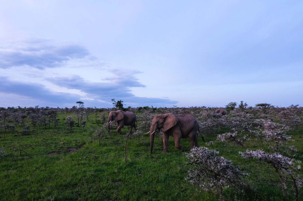 Elephants-of-Masai-Mara-Kenya-1024x682.jpg