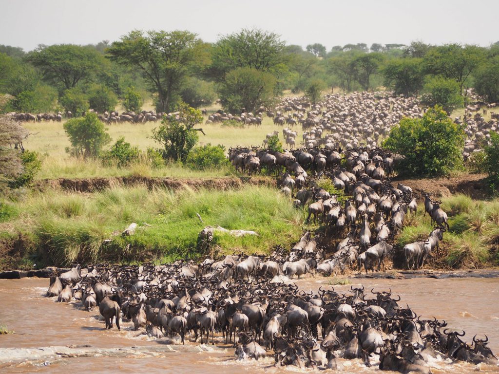 Great-Migration.jpg