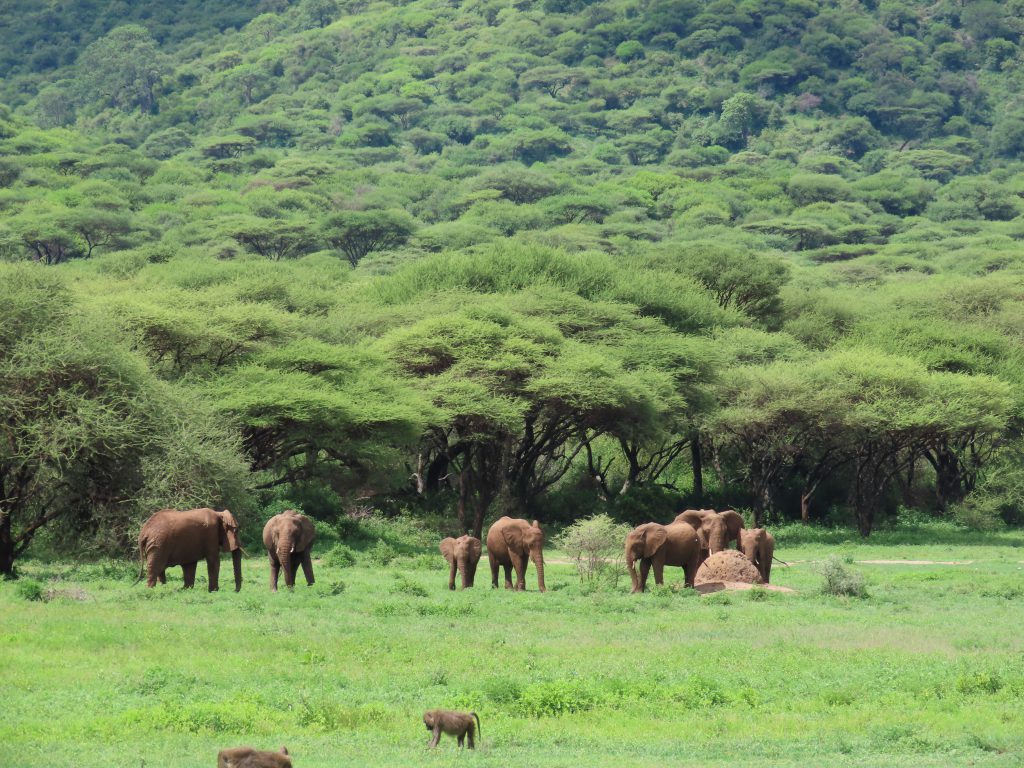 Elephant-herd-Ngorongoro-Crater-1024x768.jpg
