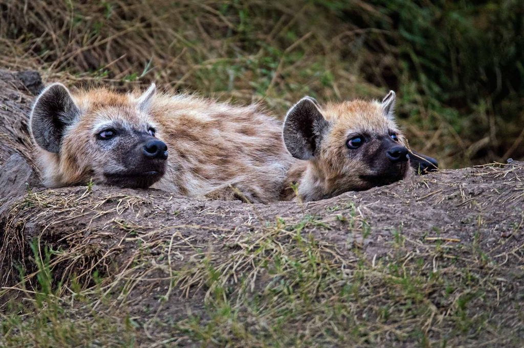 Two-hyenas-in-Masa-Marai-Kenya-1024x681.jpg