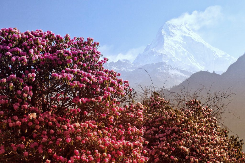 Rhododendron-Annapurna-1024x683.jpg