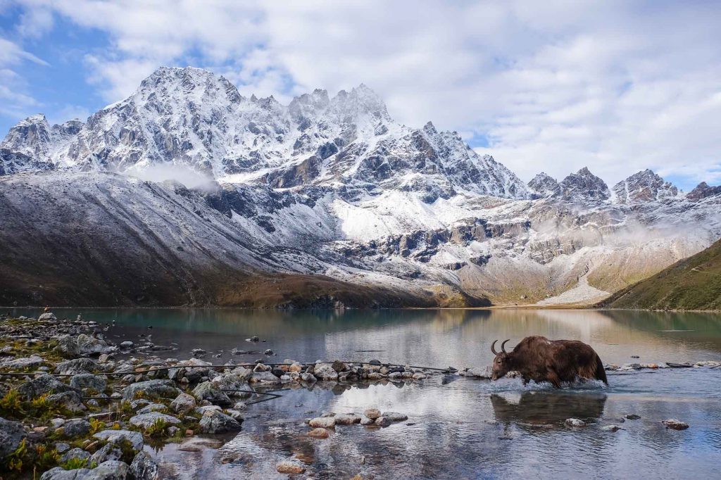 Yak-in-Gokyo-Lake-Nepal-1024x682.jpg