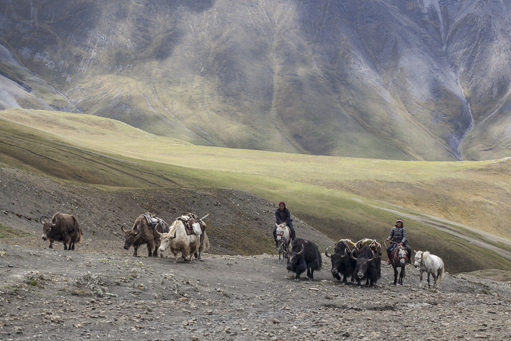 Yak-caravan-to-Tiber-from-Dho.jpg