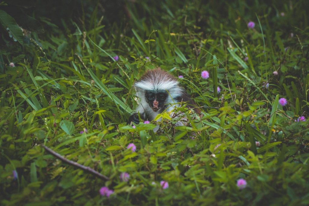 Monkey-in-Jozani-Zanzibar-1024x683.jpg