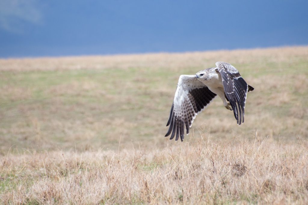 Martial-eagle-Ngorongoro-Crater-1024x683.jpg