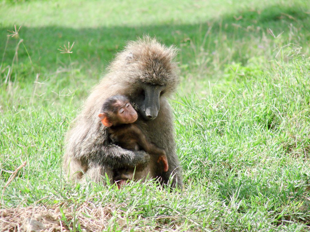 Babbon-and-infant-1024x768.jpg