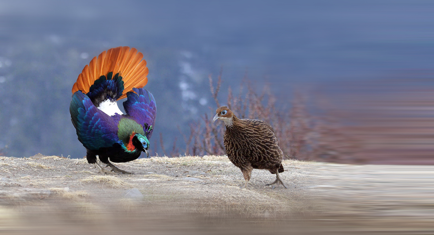 Ours. S. Himalayan monals Nepal