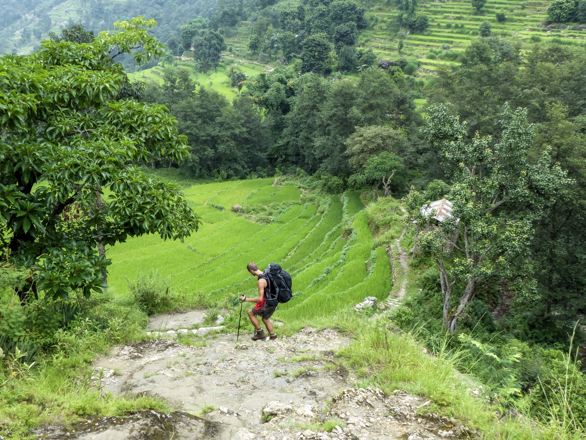 Ours. Trekker walking down lush terraces on Annapurna Circuit