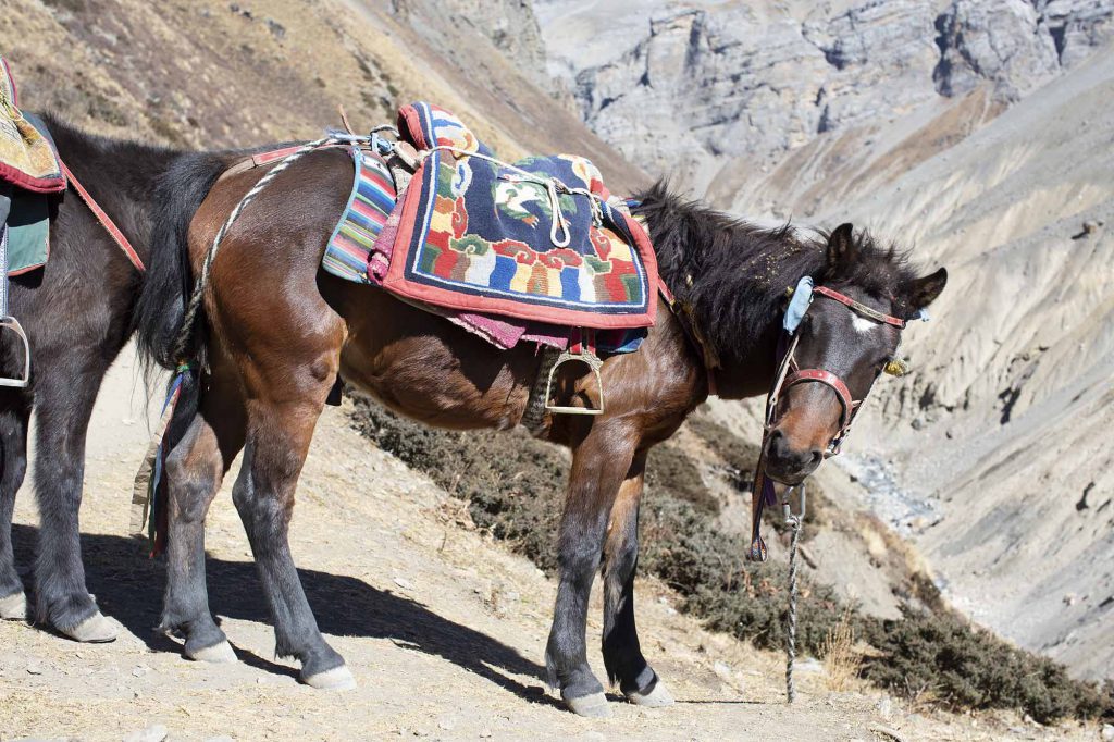 Horse-Annapurna-Circuit-route-1024x682.jpg