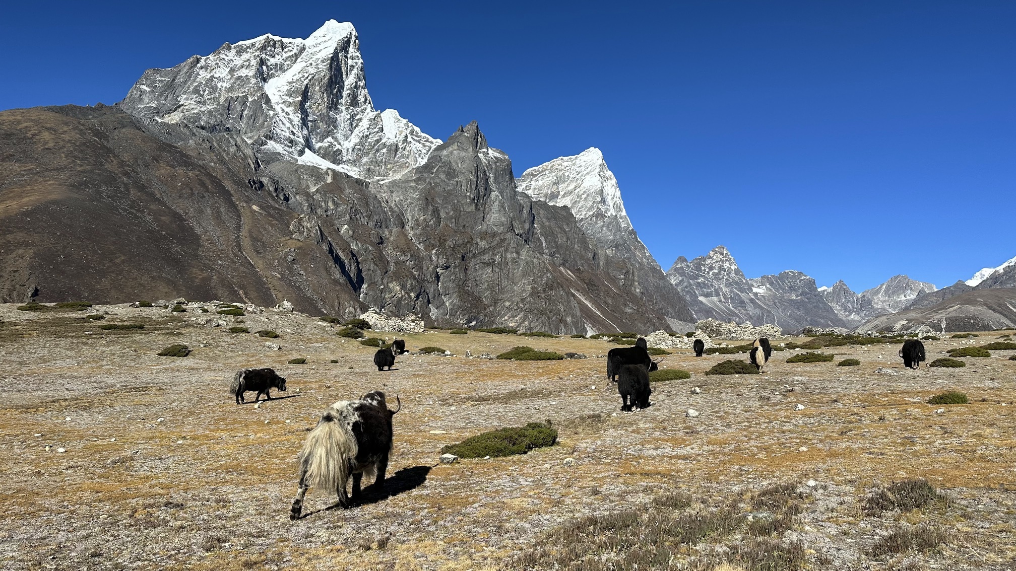 Ross Anker. Yaks on EBC trek route in valley 