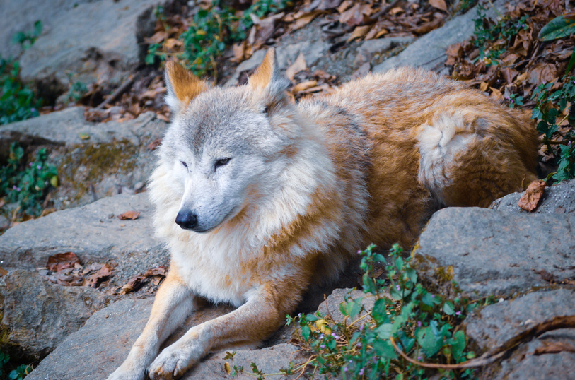 Ours. S. Himalayan wolf lying on the ground