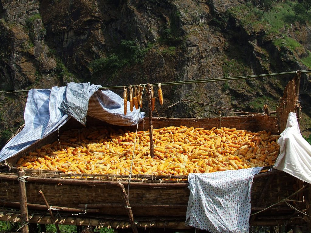 corn-984634_1280-1024x768.jpg
