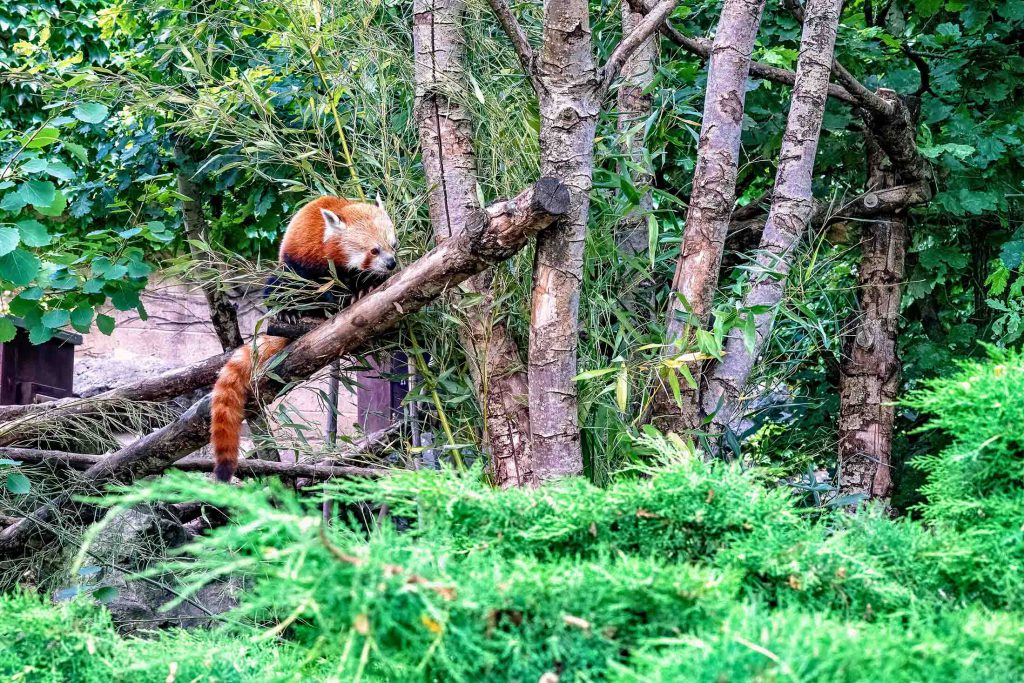 Red-panda-Bhutan-1024x683.jpg