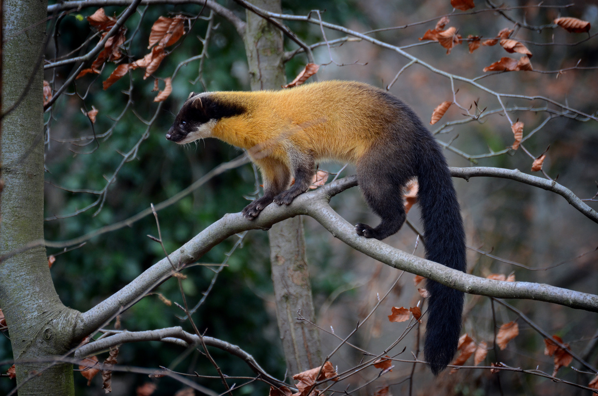 Ours. S. Yellow-throated marten