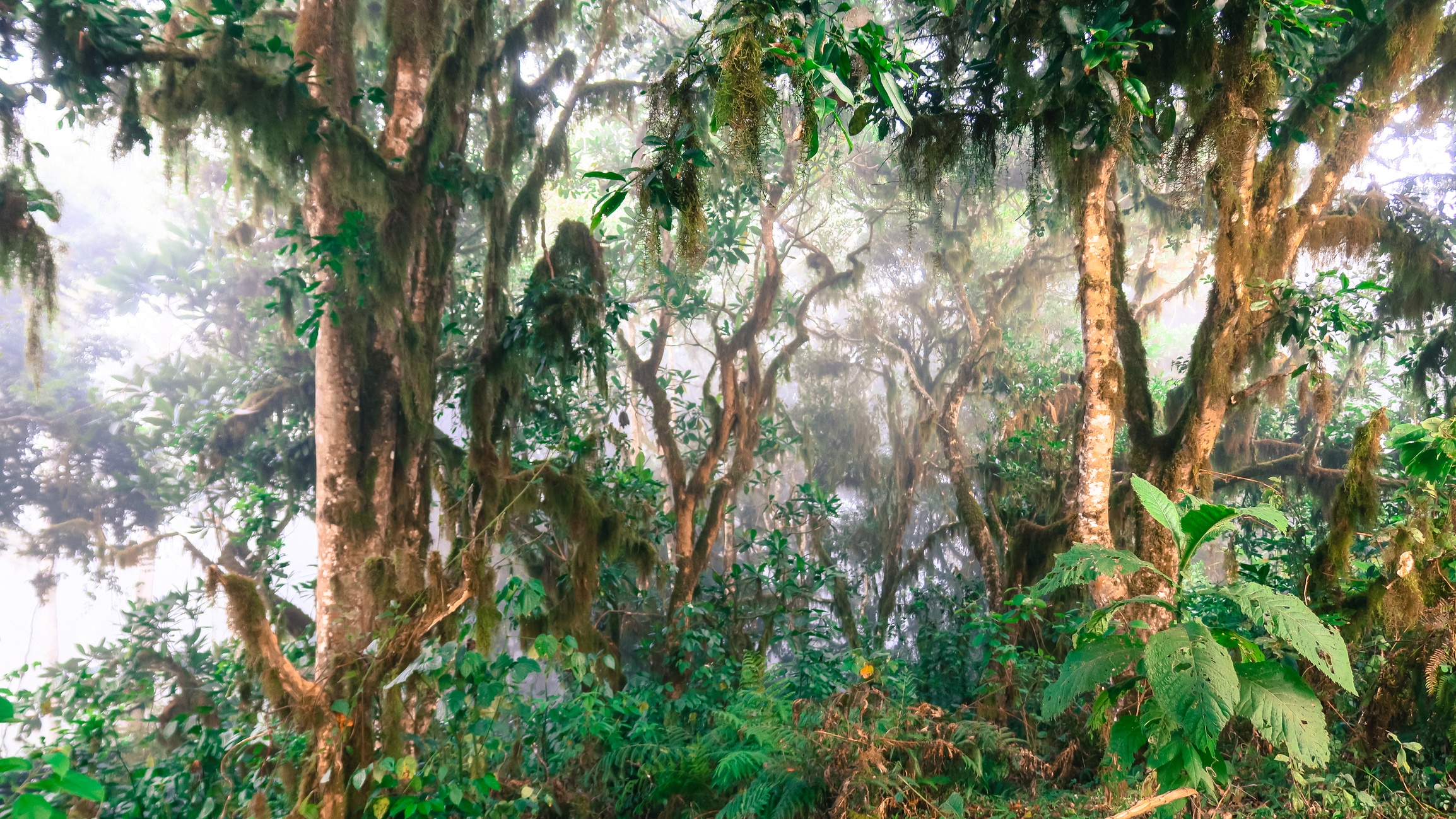 Misty early morning in forest on Mount Meru.