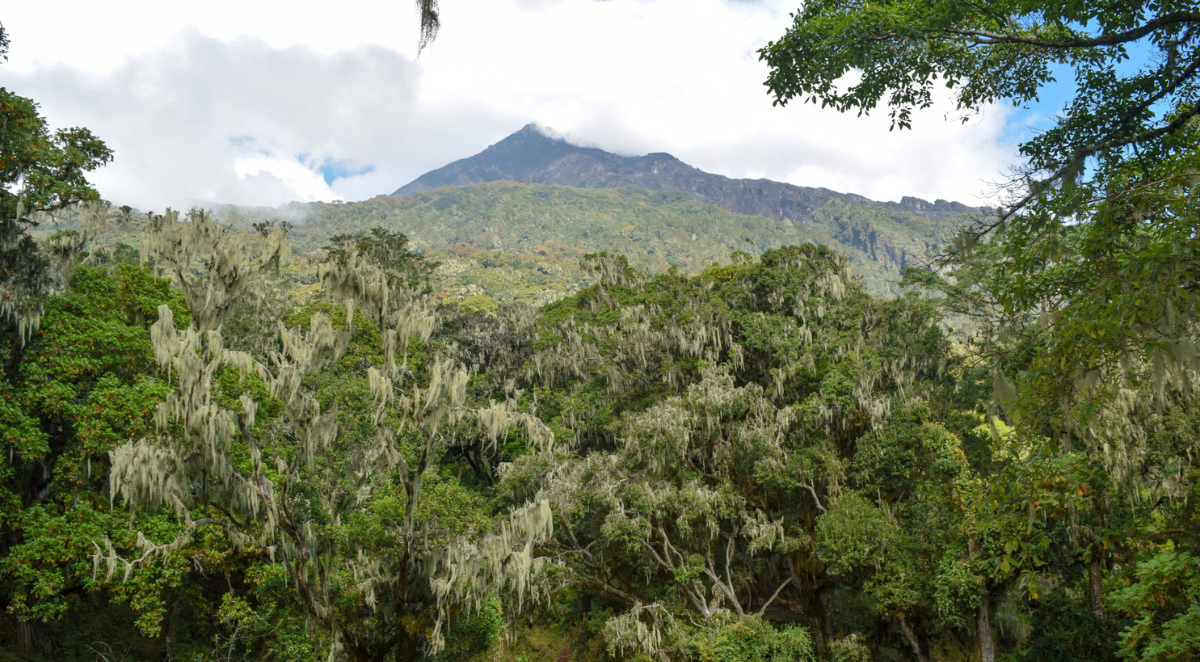 Forest of Mount Meru