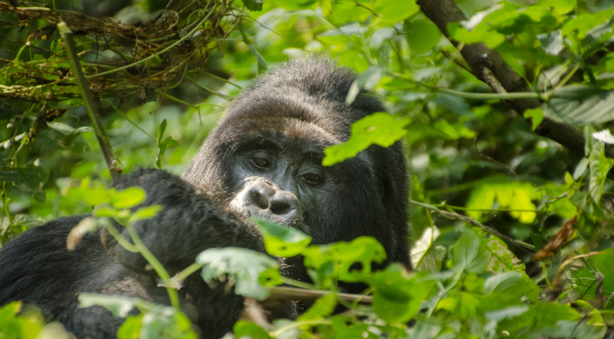 Gorillas