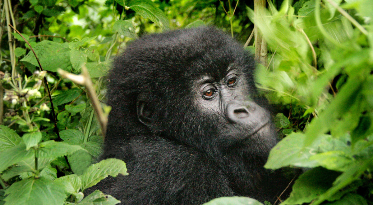 Gorillas