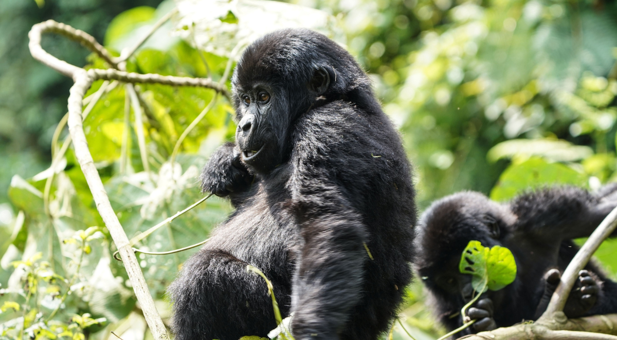 Gorillas