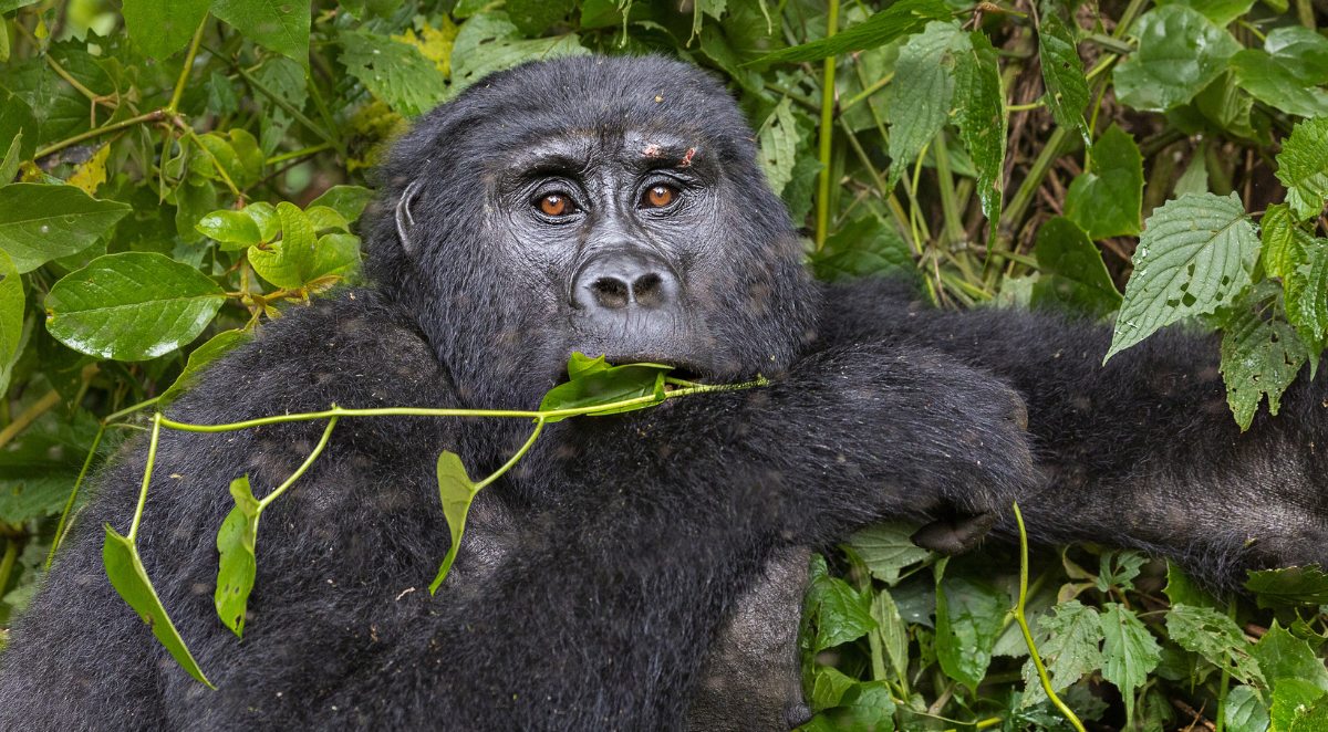 Gorilla