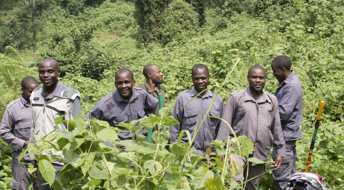 Gorilla trekking