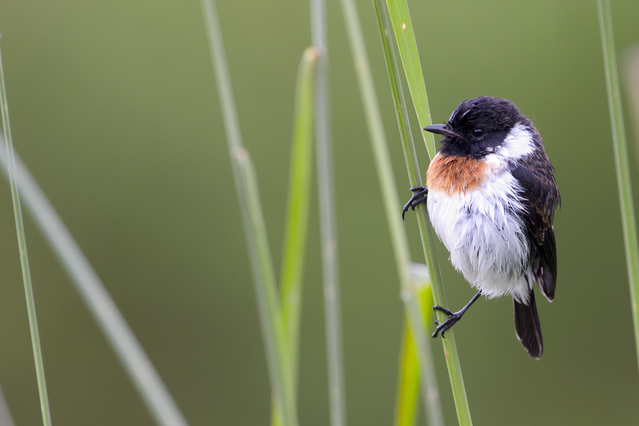 Common stone chat, Virunga, Volcanoes National Park, Rwanda