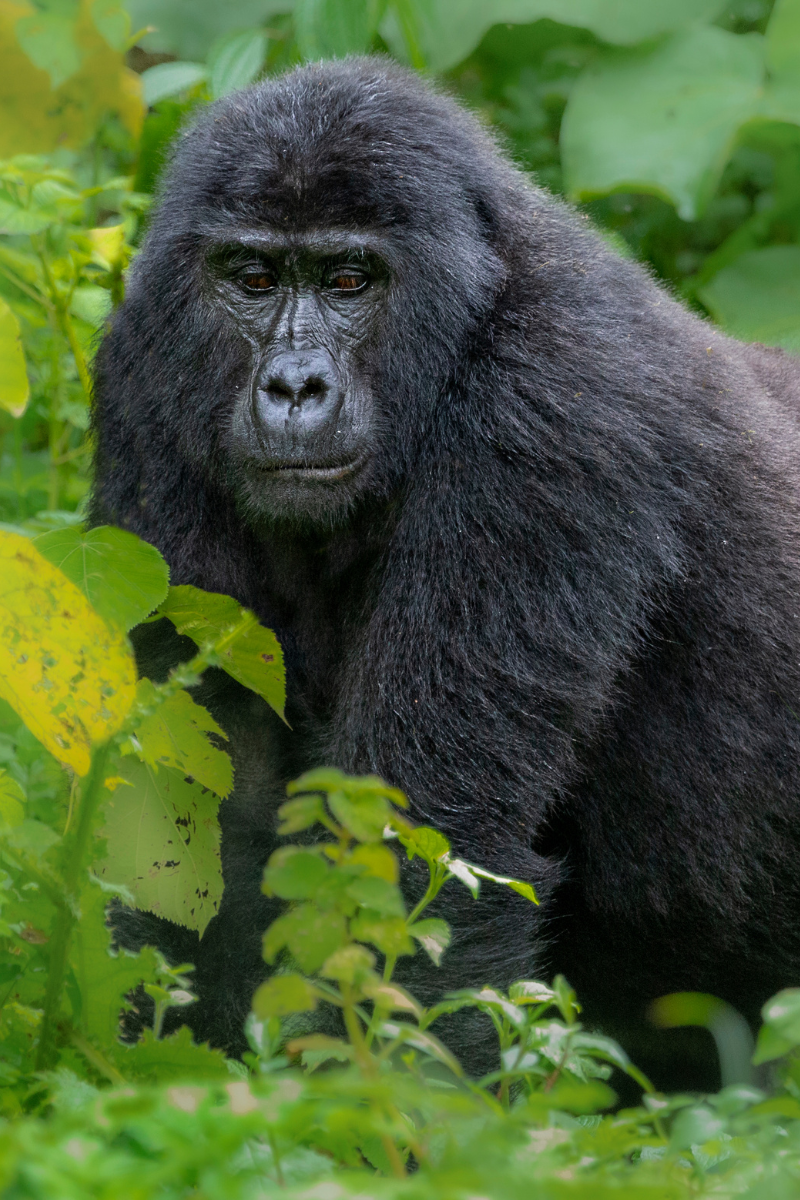 Uganda