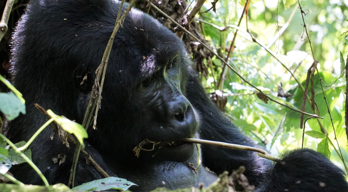 Mountain Gorilla