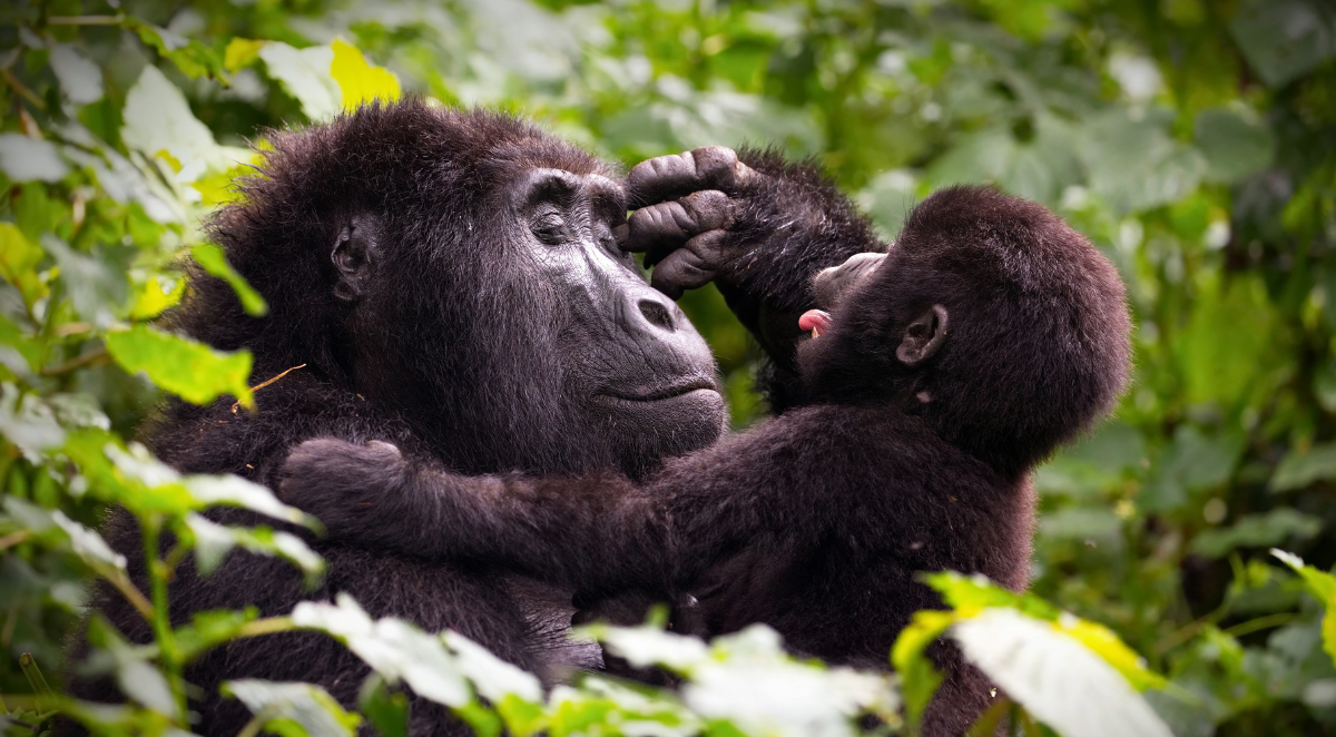 Mountain Gorilla