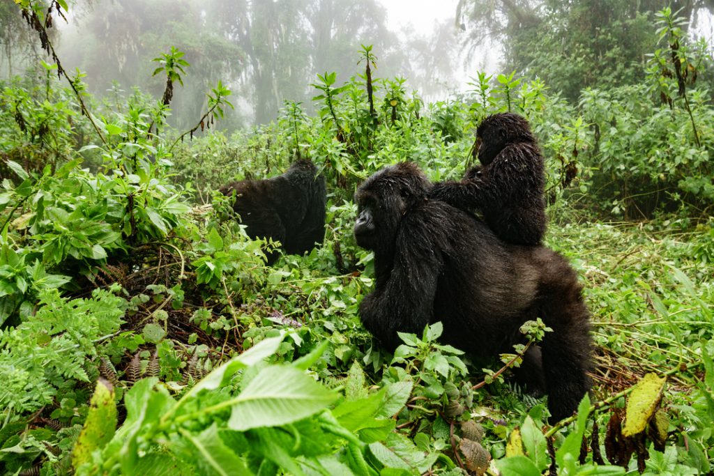 Gorilla-troop-1-1024x683.jpg