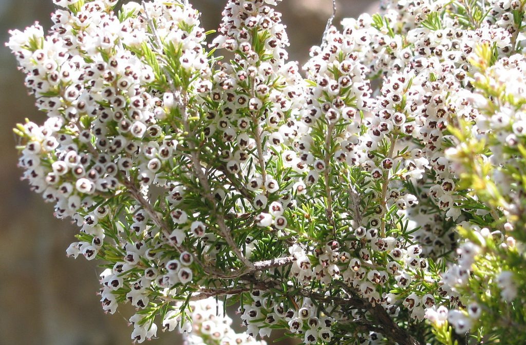 Erica_arborea_JPG1-1024x768.jpg
