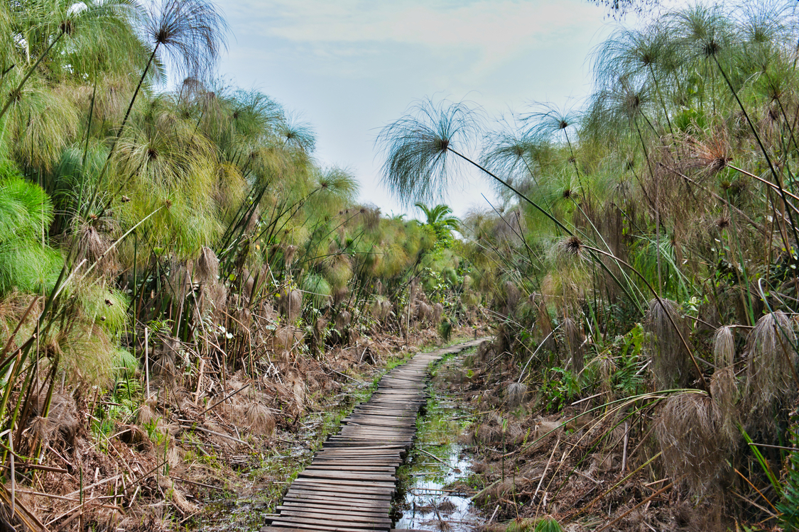 Ours. S. Papyrus wetland and wooden walkway in Kibale Forest, Uganda