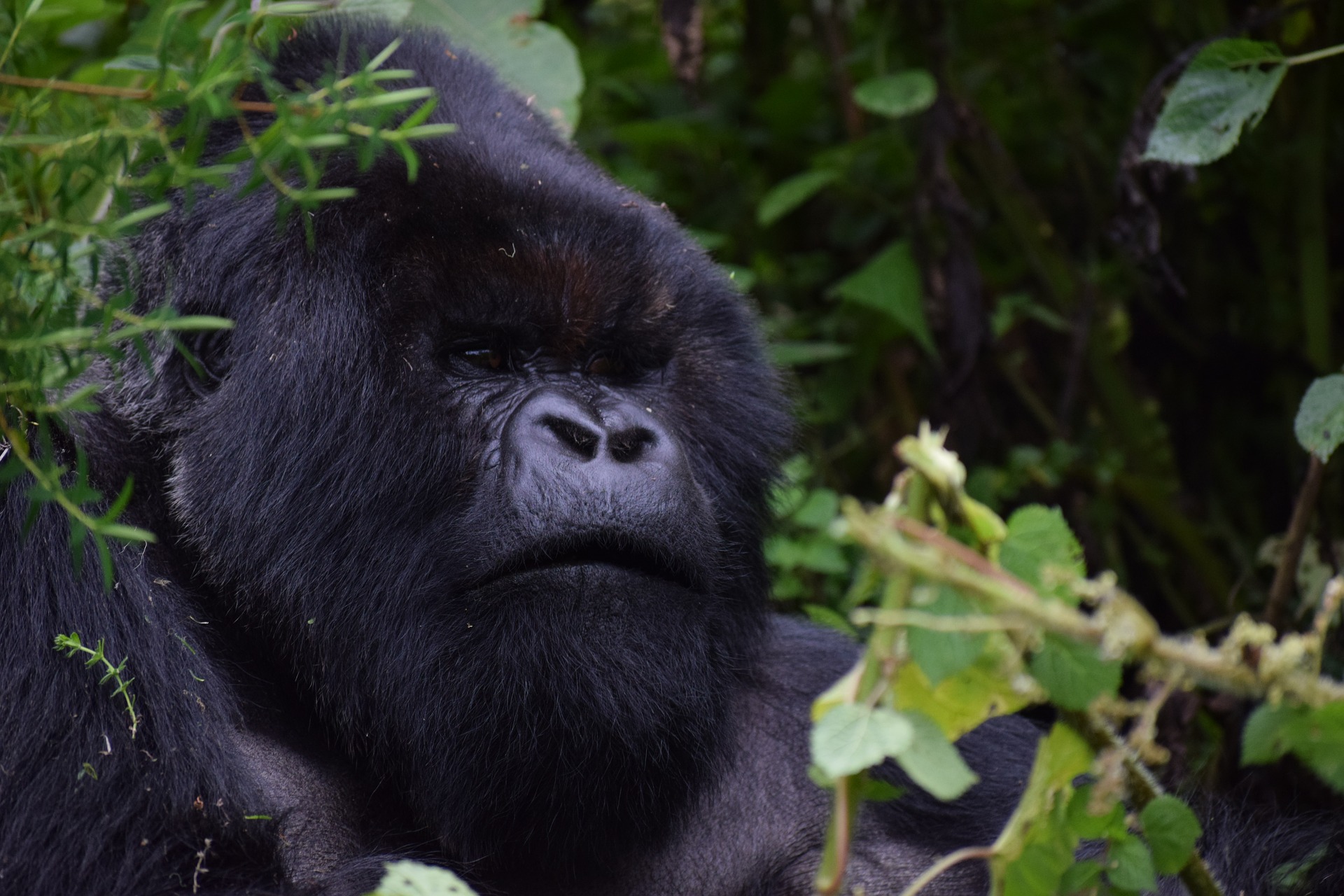 Close-up of a silverback