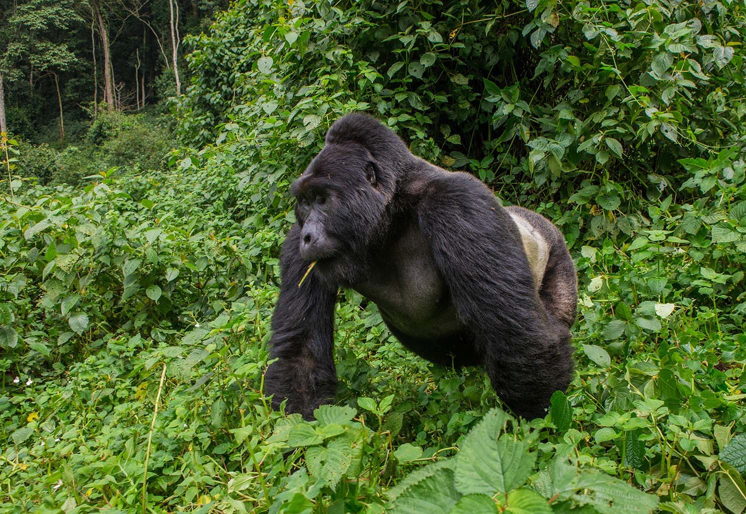 Silverback%20gorilla%20trekking%20in%20uganda.jpg