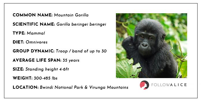 Mountain-Gorilla-Facts.jpg