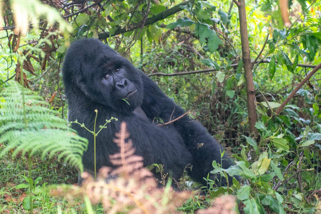 Mountain_gorilla_Uganda-1-1024x684.jpg