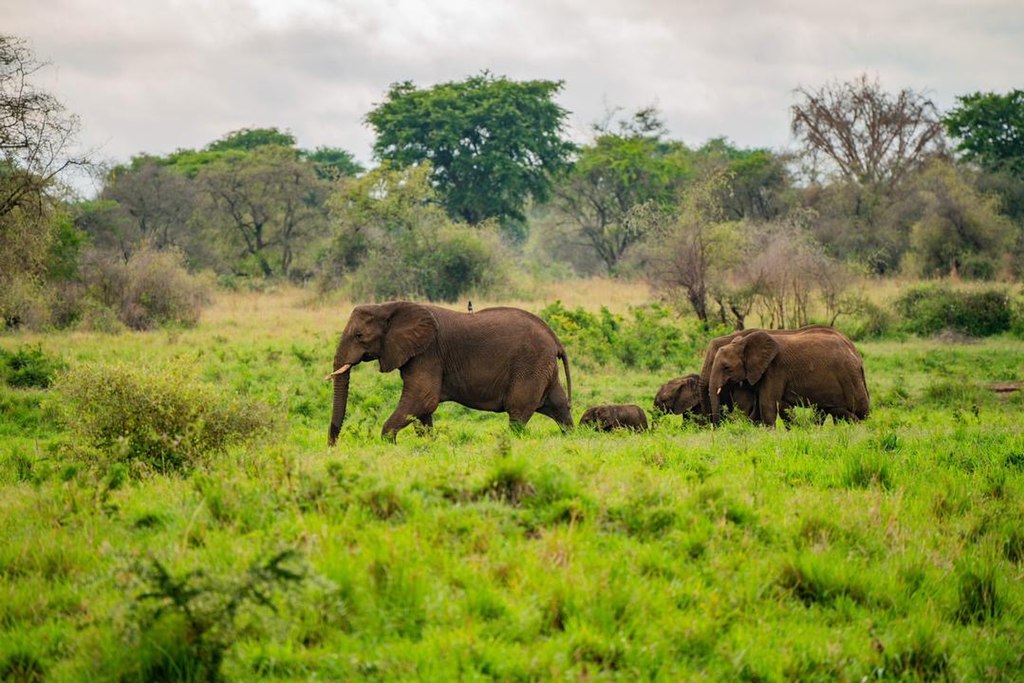 Elephants-in-Kidepo-Valley-National-Park.jpg