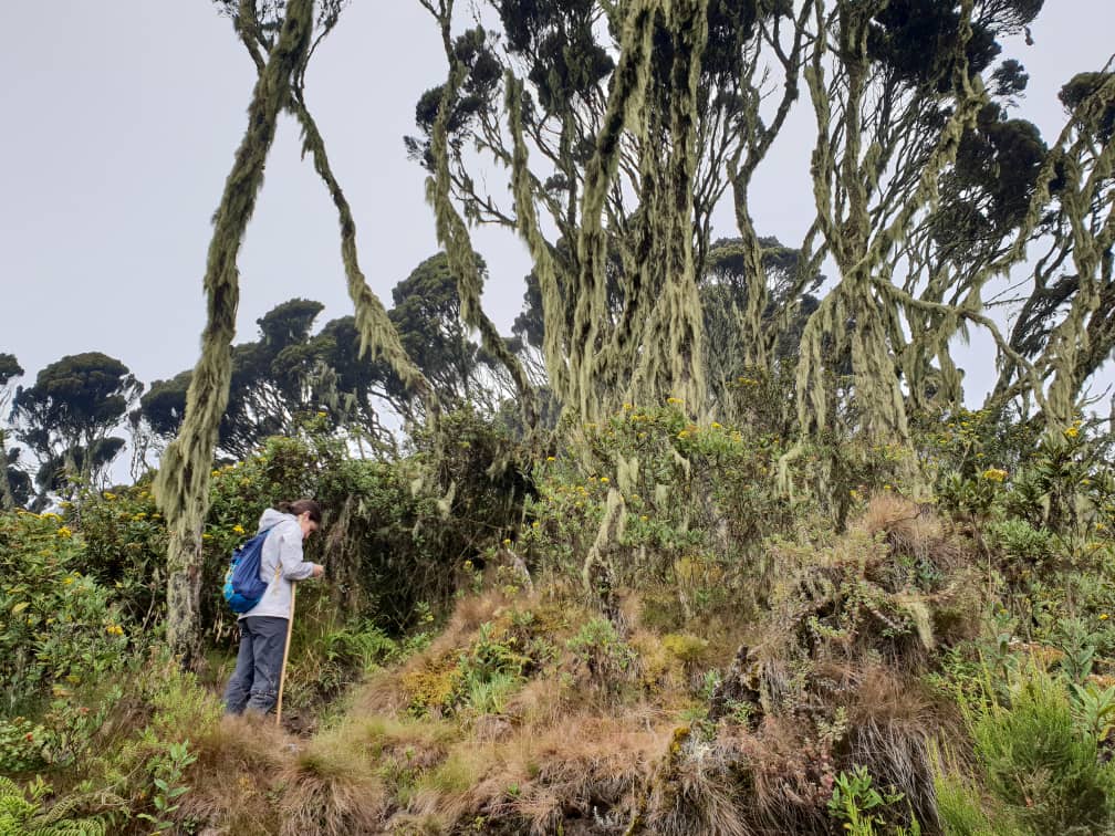 Woman hiker standing among tall vegetation on Mt Sabyinyo, Virunga Mountains, Uganda