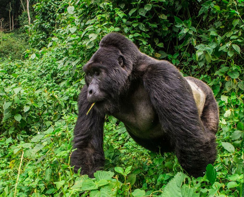 Best time for Gorilla Trekking in Uganda