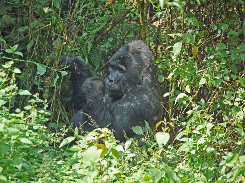 Mountain-gorilla-and-flies-Uganda-1024x768.jpg