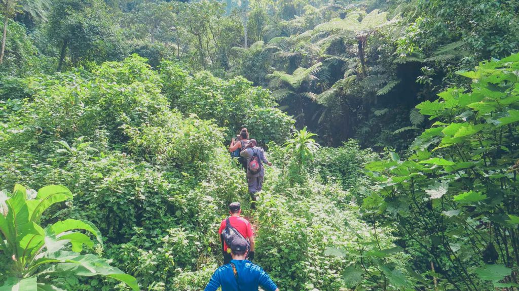 Group-going-through-the-forest-on-gorilla-trekking-in-uganda-1024x575.jpg
