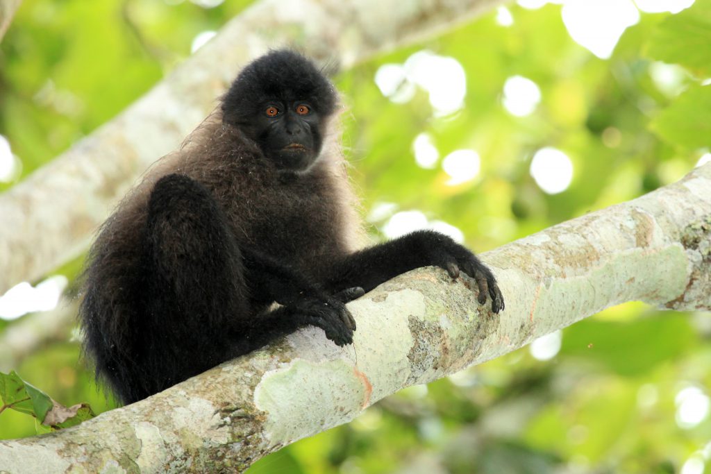 Grey-cheeked-mangabey-in-SW-Uganda-1024x683.jpg