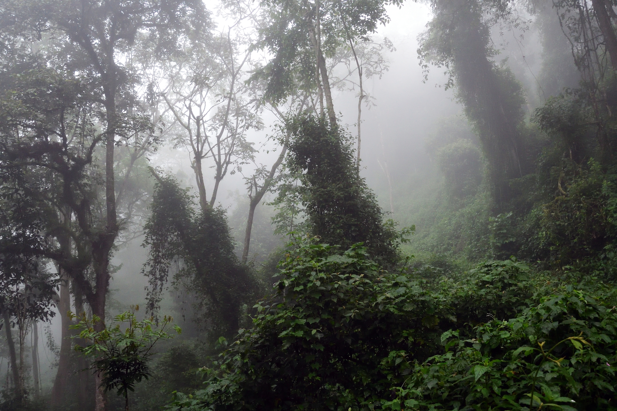 Misty dense rainforest scene of Bwindi Impenetrable Forest in Uganda