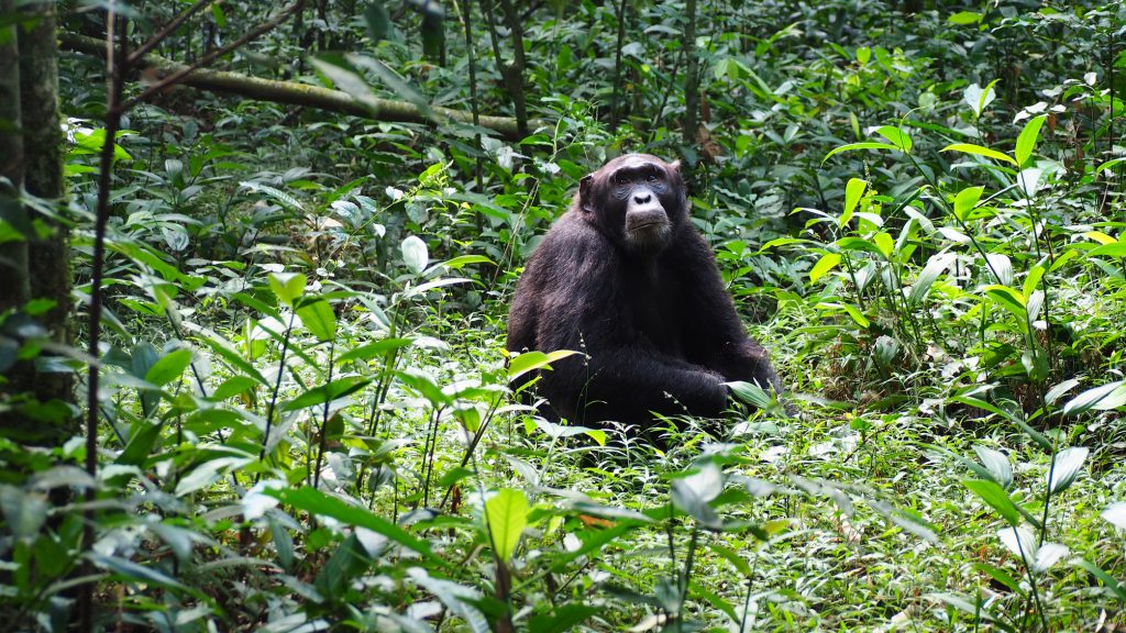 Chimp-Kibale-Forest-1-1024x576.jpg