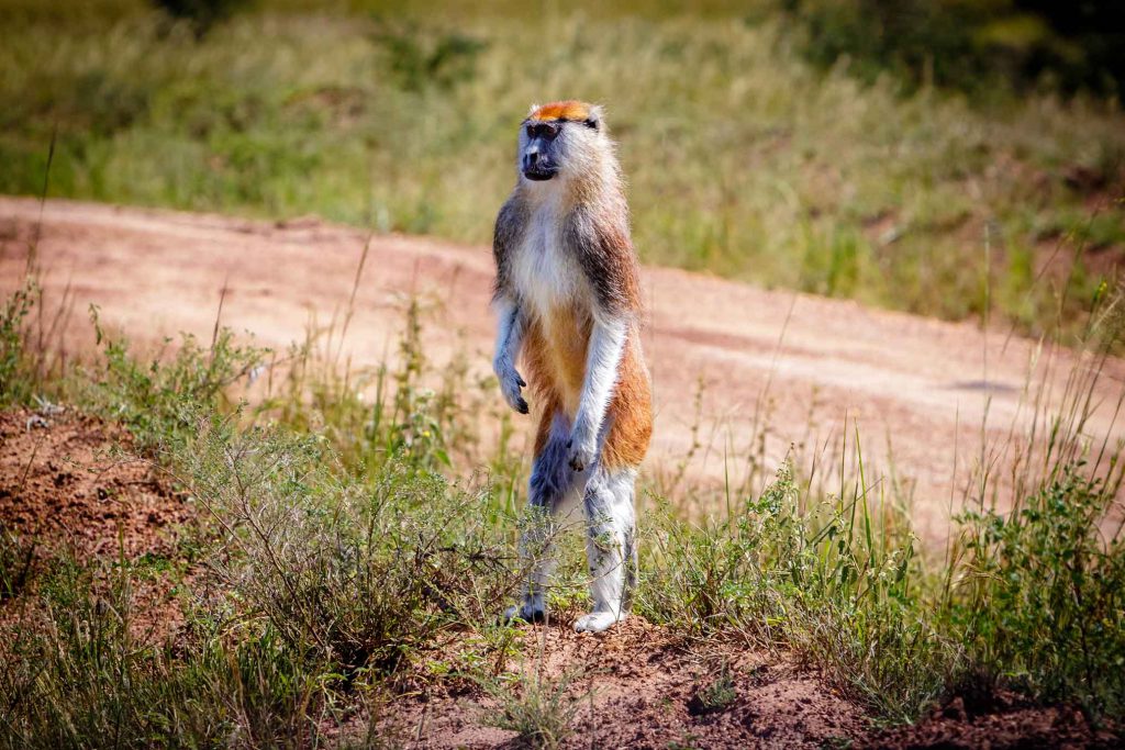 Patas-monkey-in-Murchison-Falls-NP-1024x683.jpg