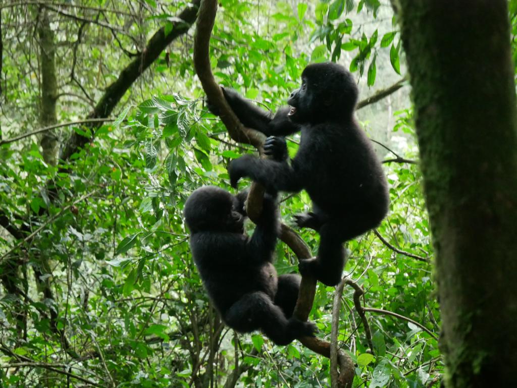 Walshes pic. Two infant gorillas playing in the trees in Uganda